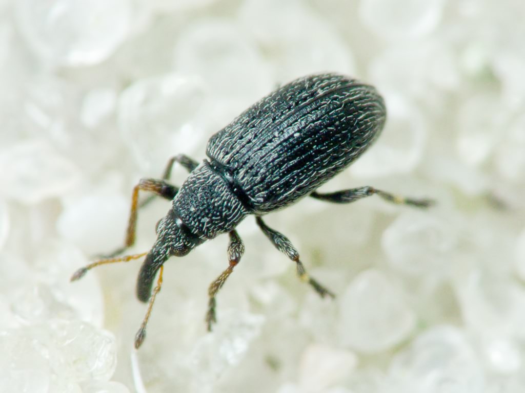 Squamapion flavimanum (Gyllenhal, 1833)